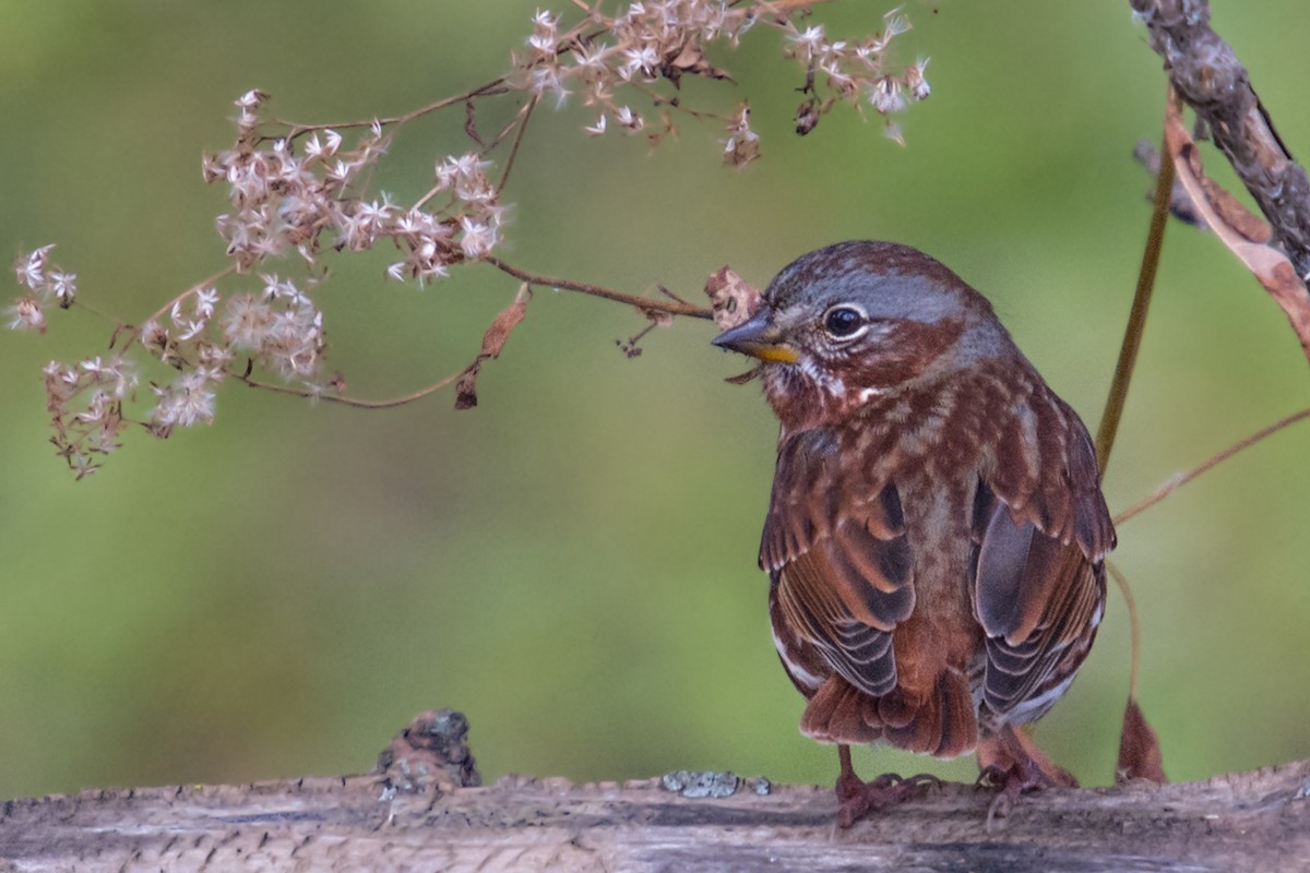 Fox Sparrow - ML119456971