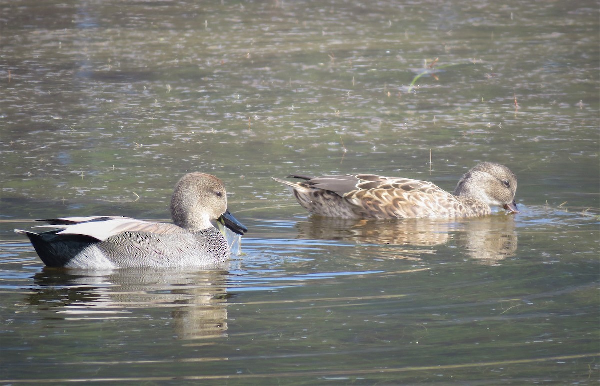 Gadwall - Jay Carroll