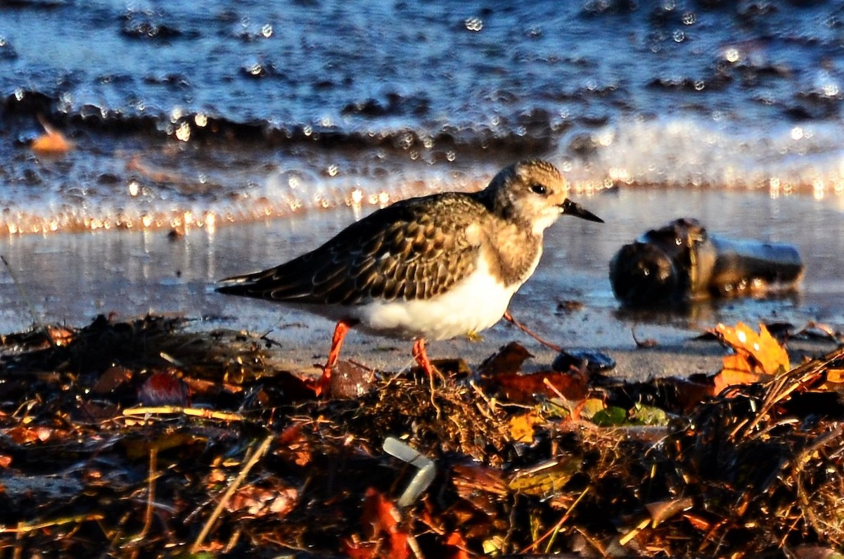 Ruddy Turnstone - Mike Snable