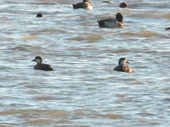 Black Scoter - ML119458061