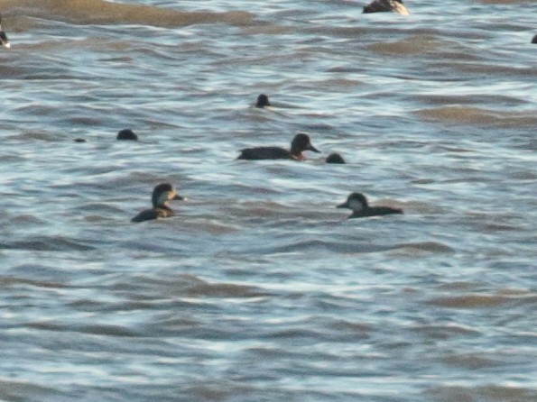 Black Scoter - ML119458081