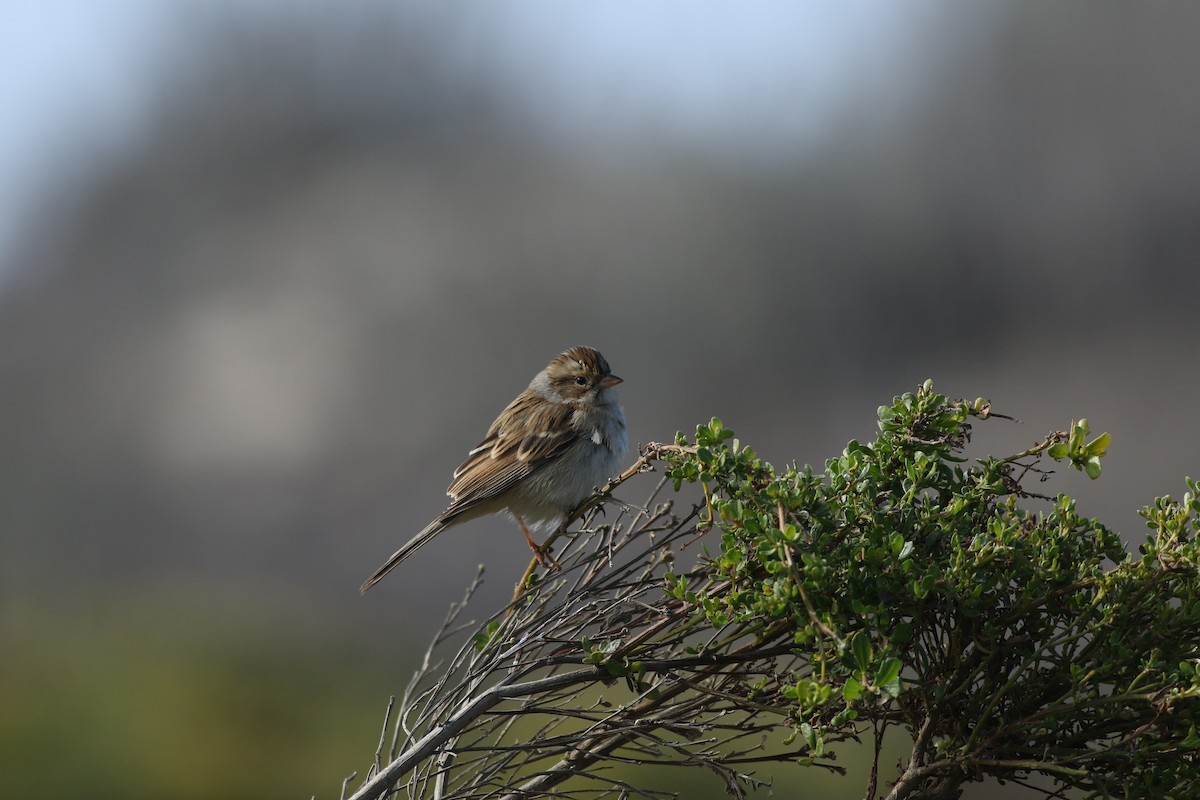 Clay-colored Sparrow - Hugo Ceja