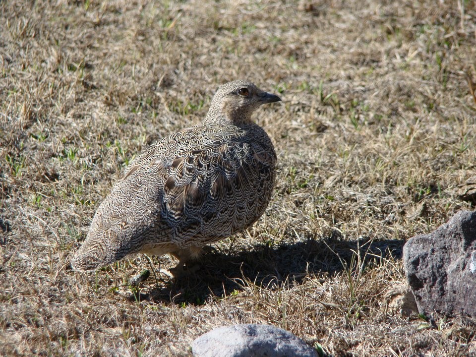 Rufous-bellied Seedsnipe - ML119458901