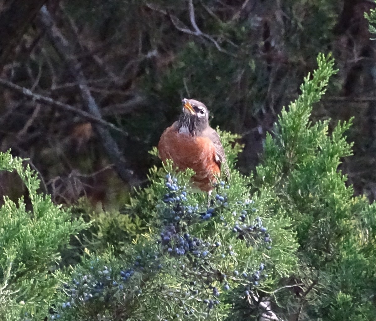 American Robin - ML119459211