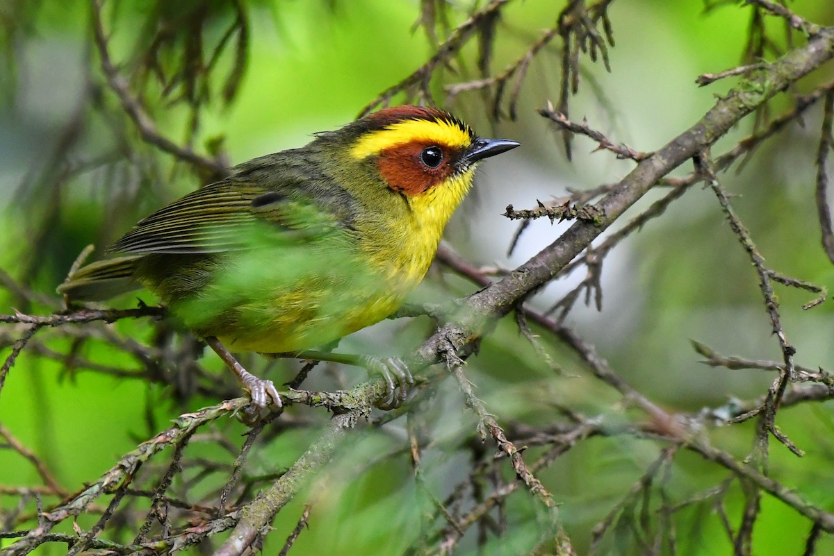 Golden-browed Warbler - ML119459721