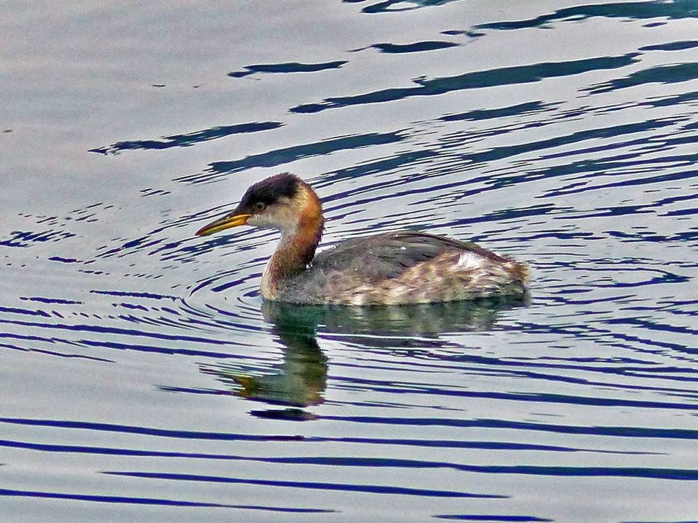 Red-necked Grebe - ML119460131