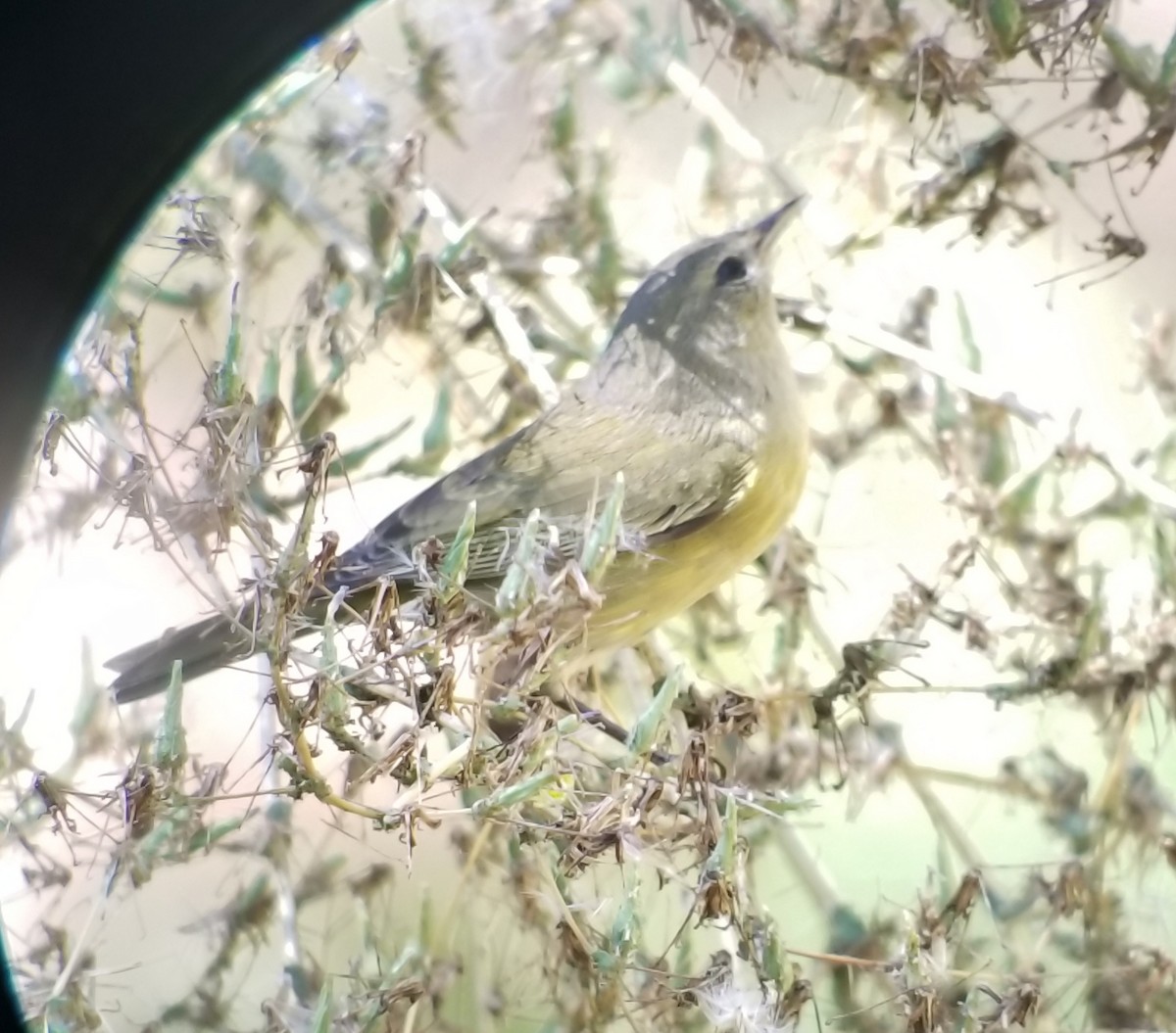 Orange-crowned Warbler (orestera) - ML119461421