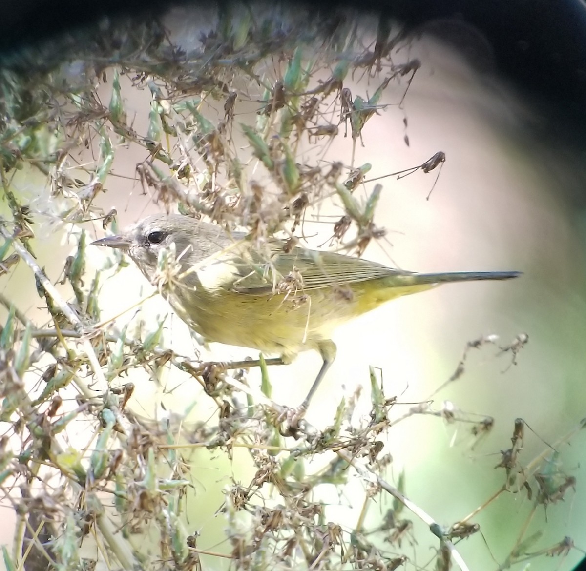 Orange-crowned Warbler (orestera) - ML119461451