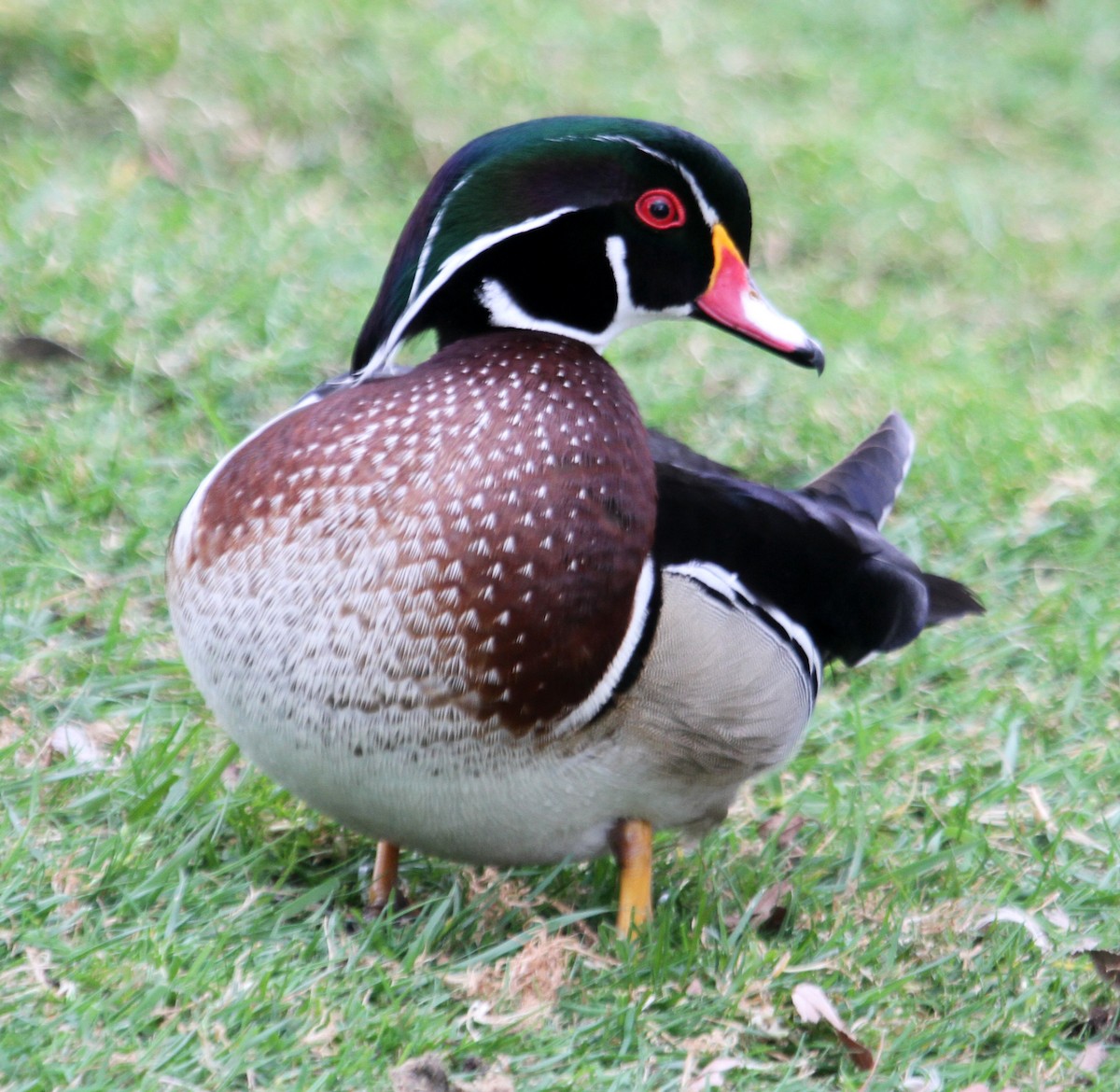 Wood Duck - ML119462111