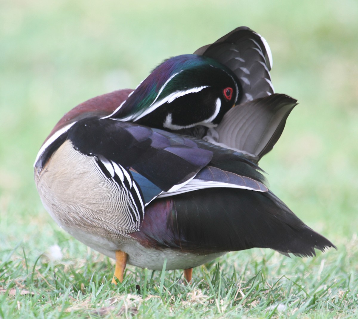 Wood Duck - ML119462121