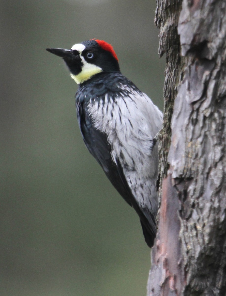 Acorn Woodpecker - Steve Collins