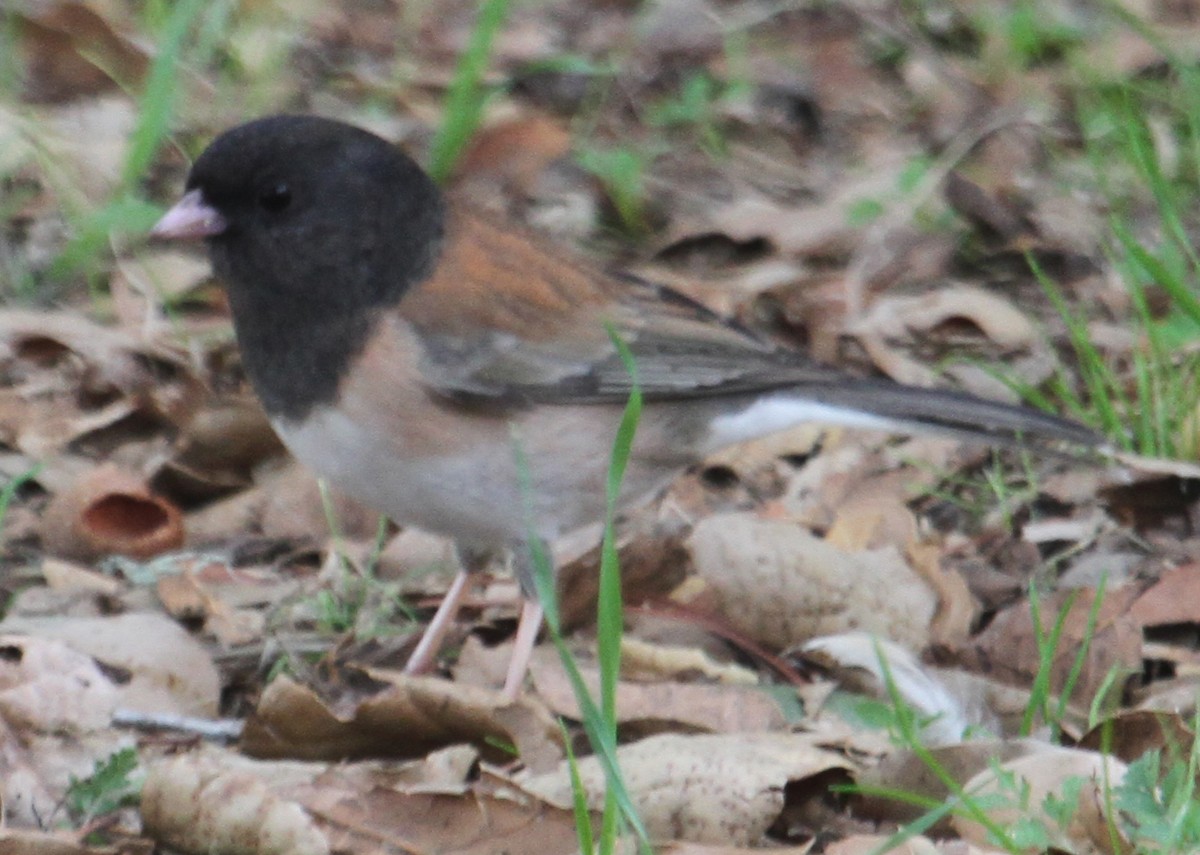 Dark-eyed Junco (Oregon) - ML119463111