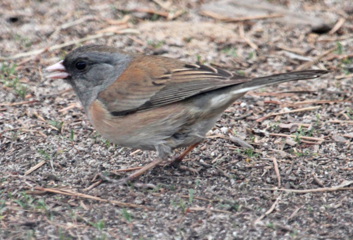 Dark-eyed Junco (Oregon) - ML119463121