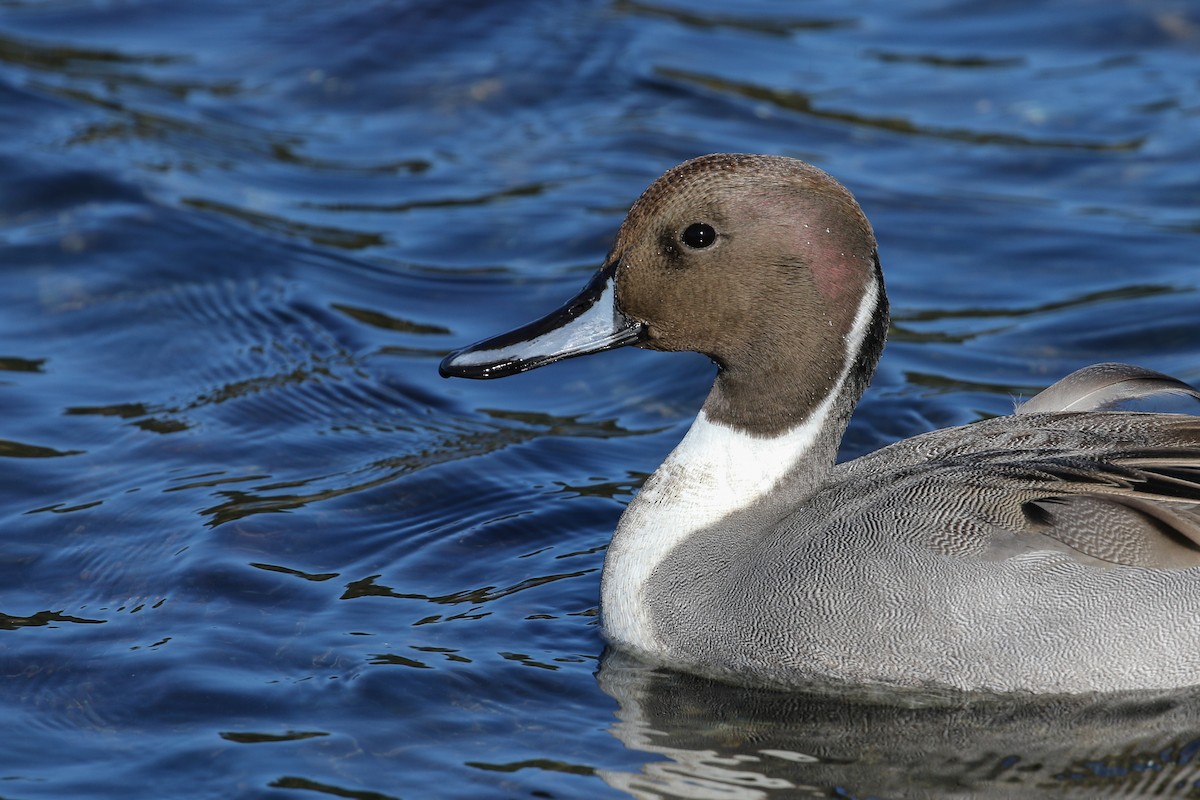 Northern Pintail - ML119463981