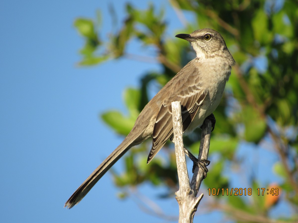 Bahama Mockingbird - Vivian F. Moultrie