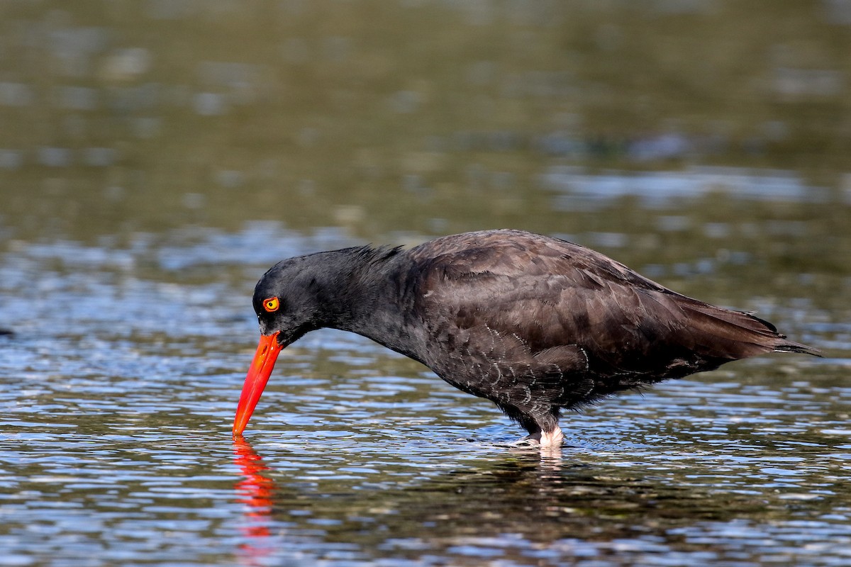 Black Oystercatcher - ML119464151