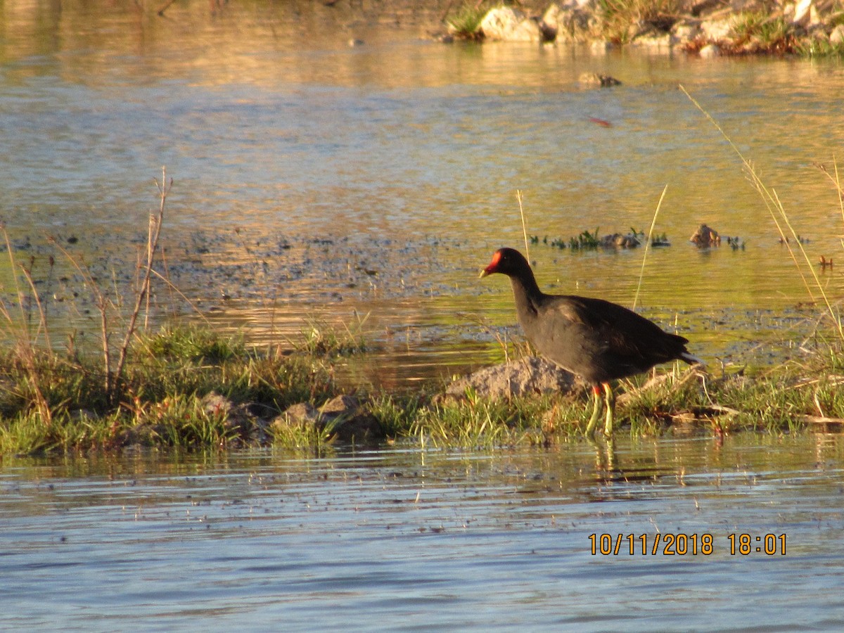 Common Gallinule - ML119464221