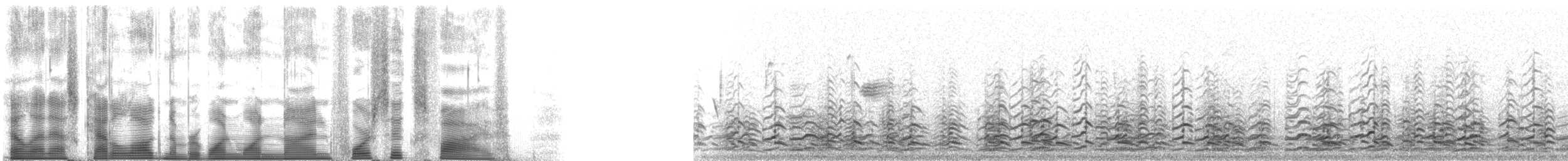 berneška malá (ssp. leucopareia) - ML119465