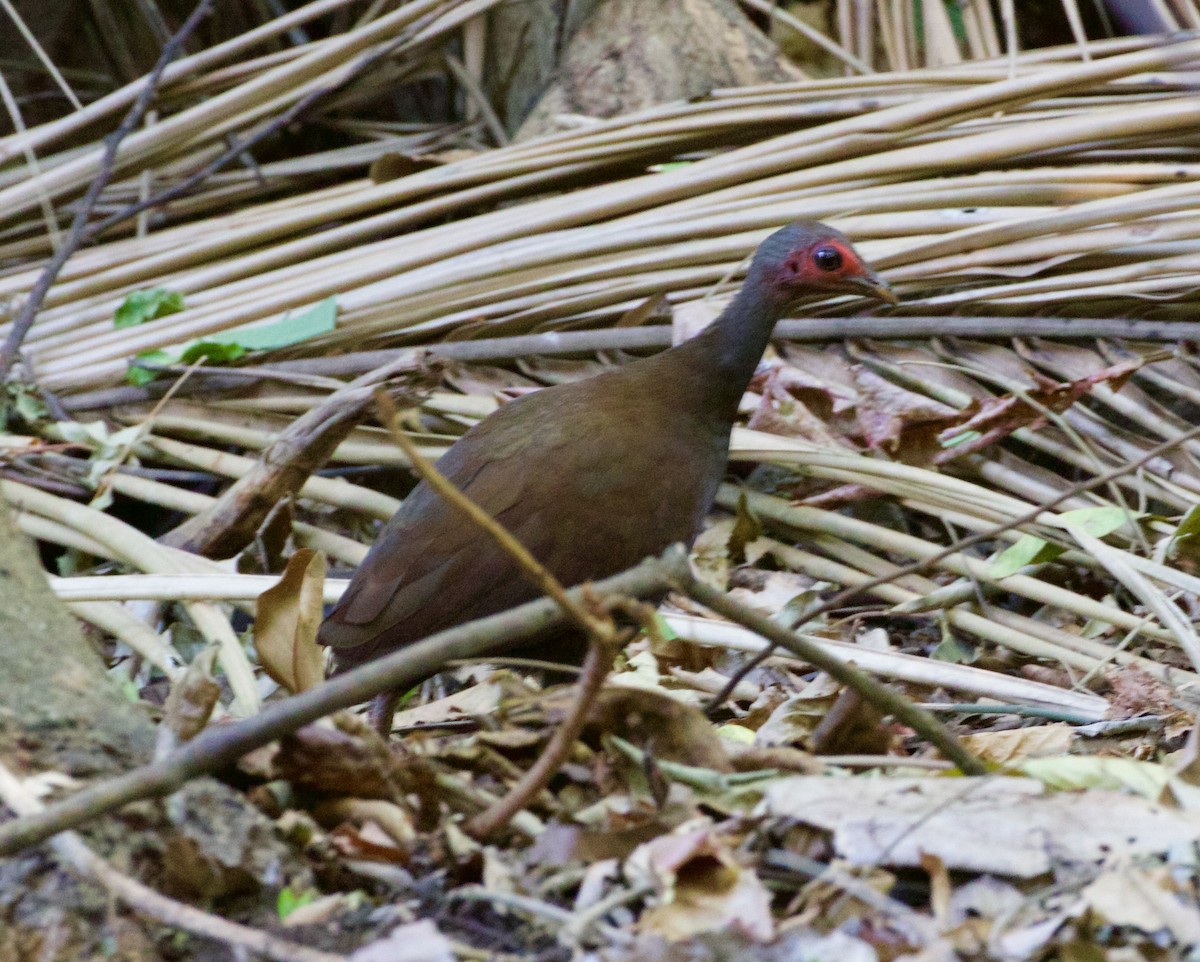 Philippine Megapode - ML119466211