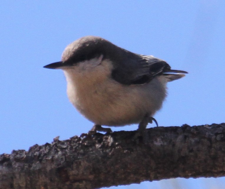 Pygmy Nuthatch - Steve Collins