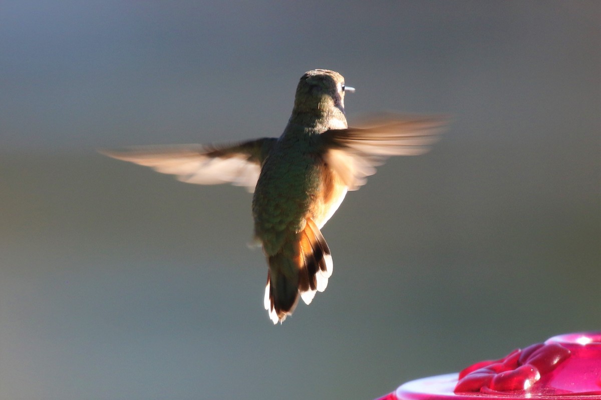 Colibrí Rufo - ML119469161