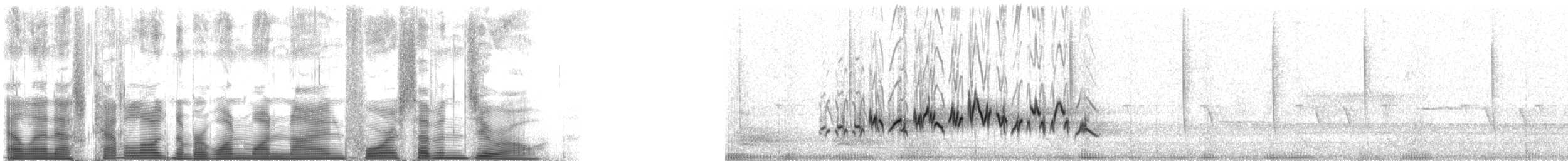 purpurfink (californicus) - ML119470