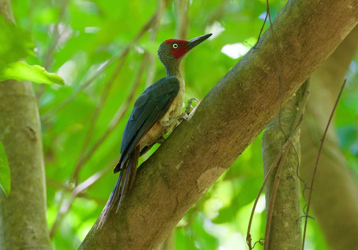 Ashy Woodpecker - Scott Baker