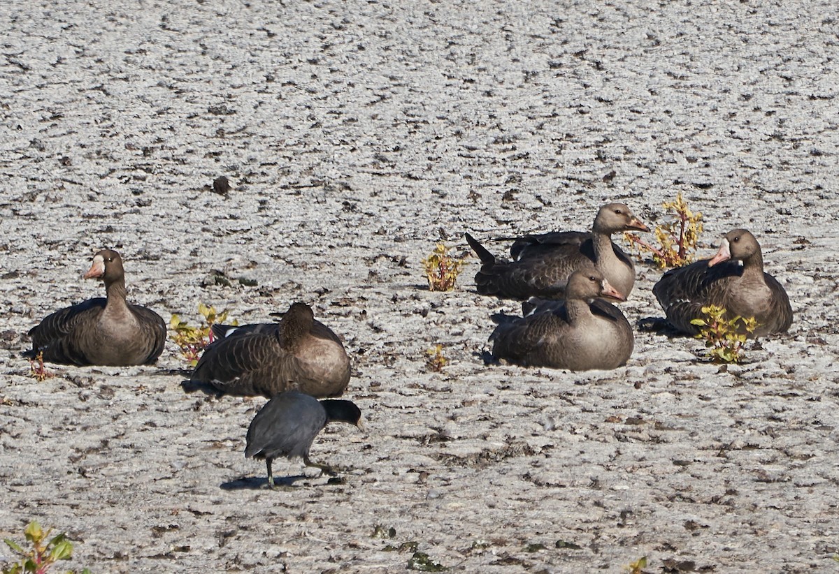 Greater White-fronted Goose - ML119472251
