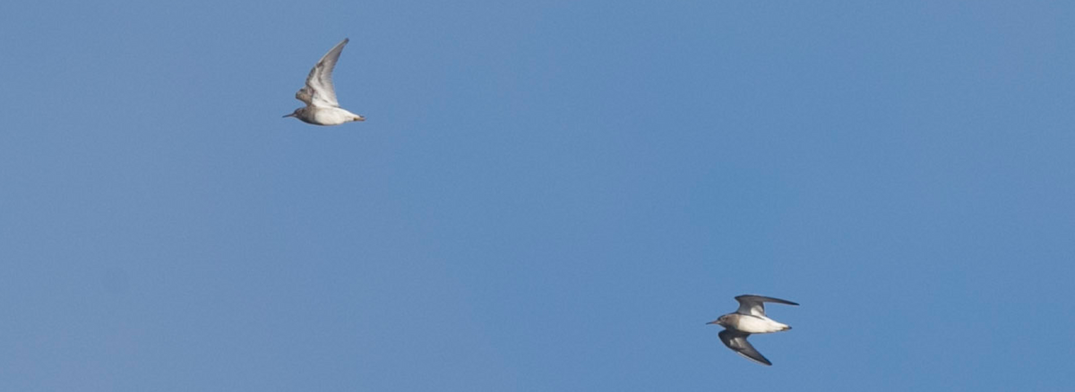 Pectoral Sandpiper - Brandon Holden