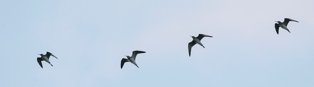 Greater Yellowlegs - Brandon Holden
