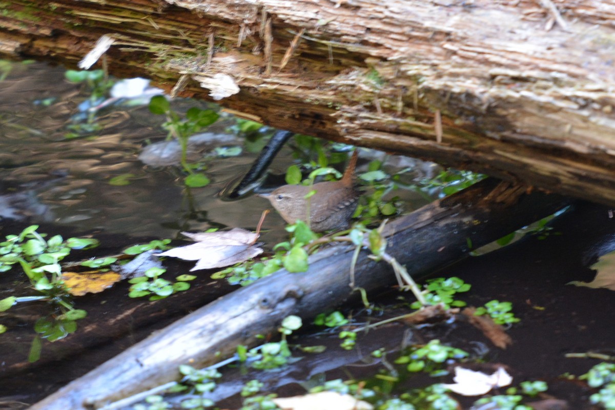 Winter Wren - ML119473531