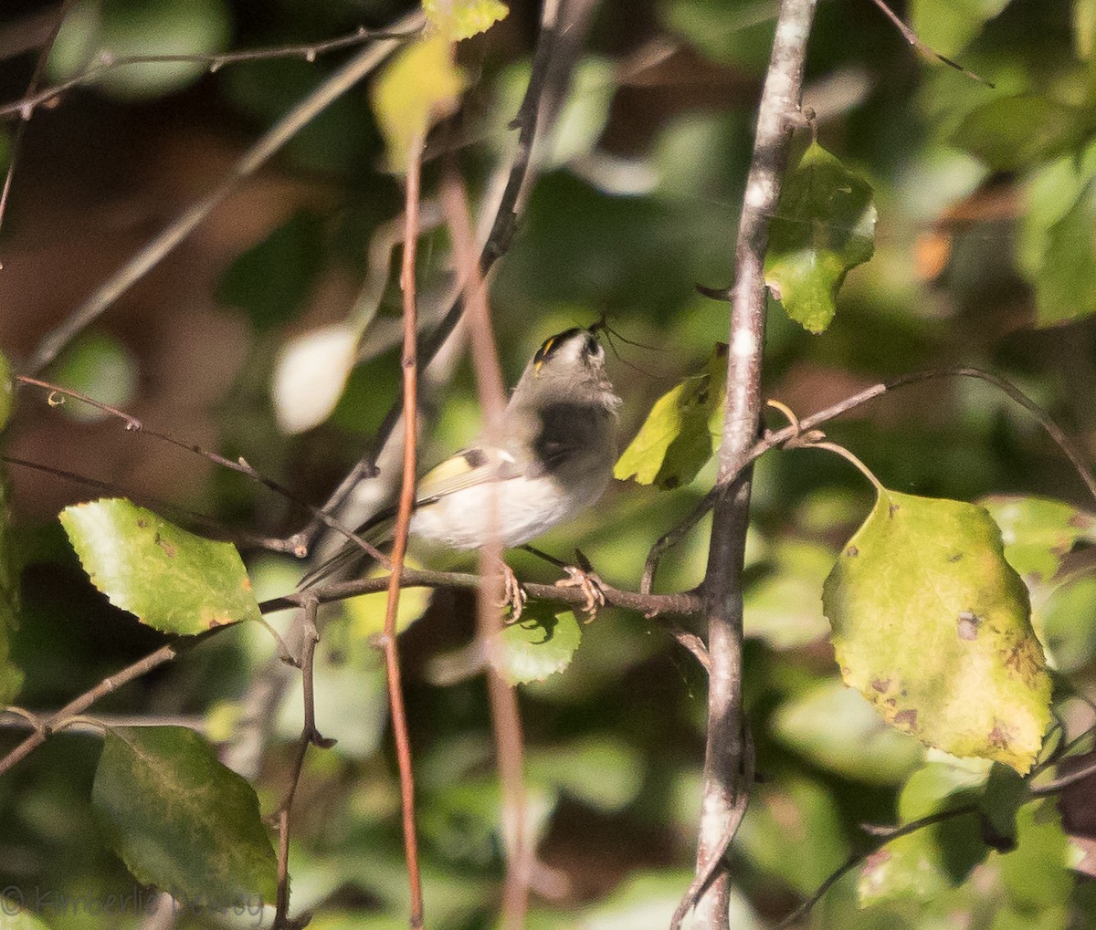 Golden-crowned Kinglet - Kimberlie Dewey