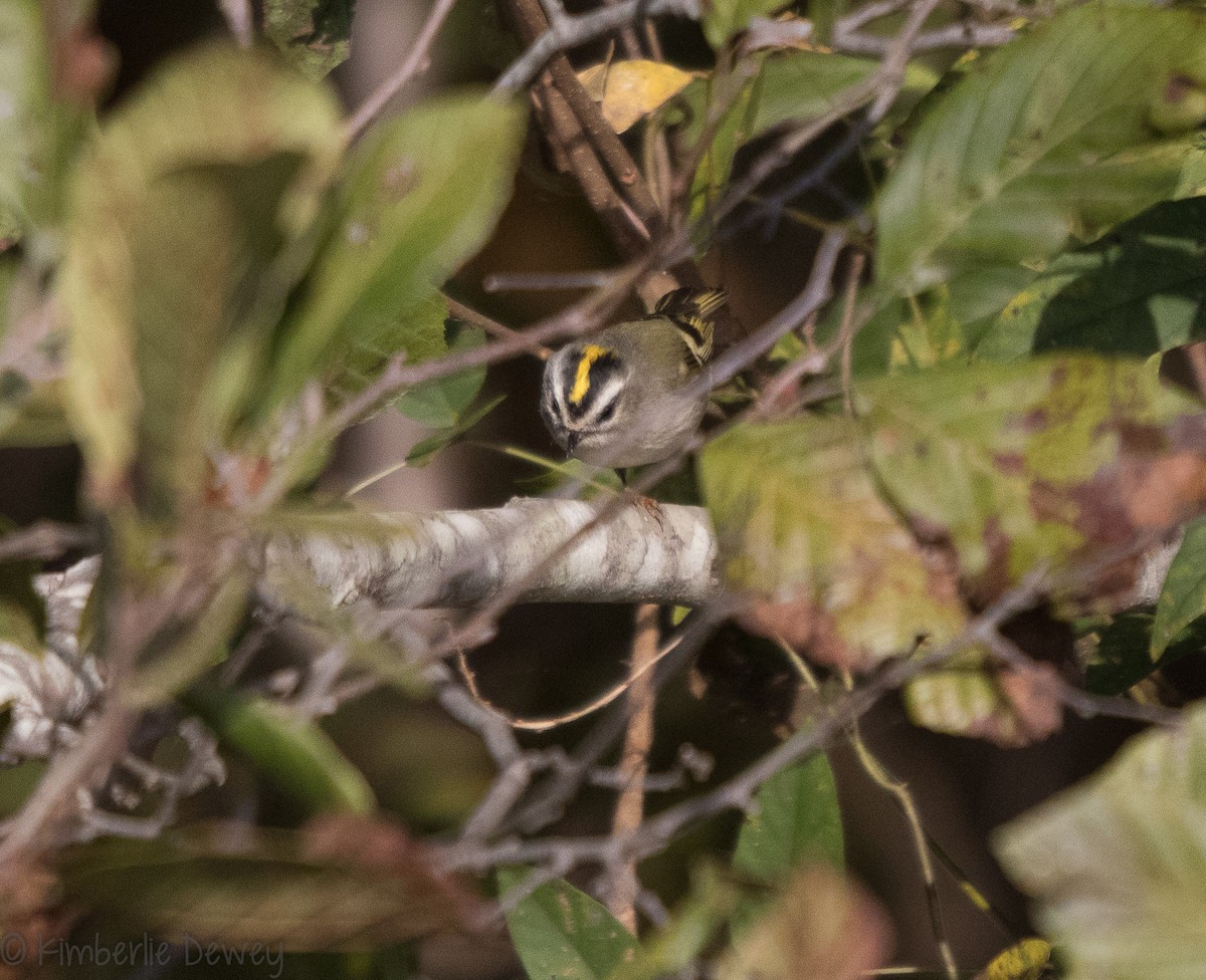 Roitelet à couronne dorée - ML119473841