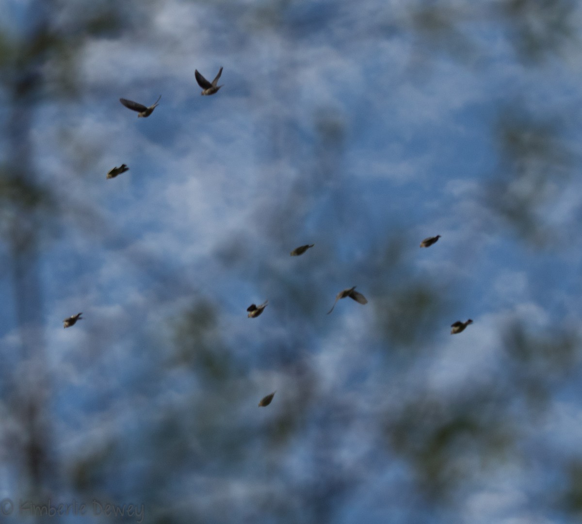 Cedar Waxwing - ML119475211