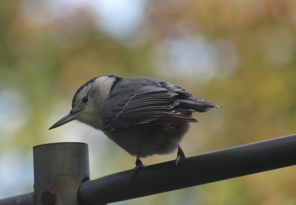 White-breasted Nuthatch - ML119475411