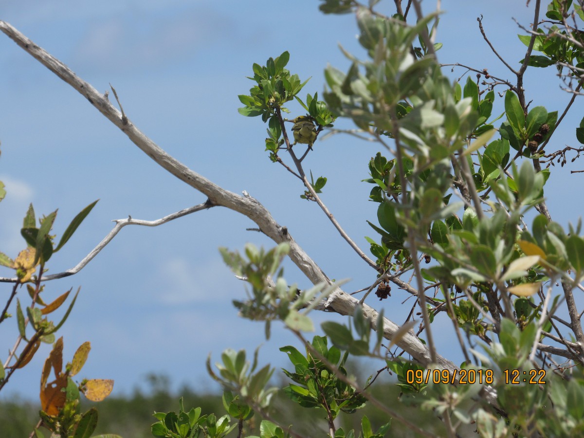 Black-throated Green Warbler - ML119475621