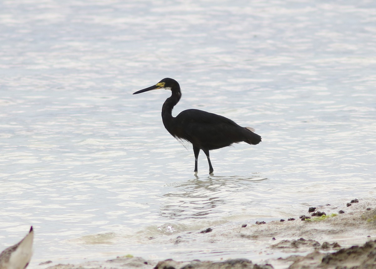 Little Egret (Dimorphic) - ML119475981