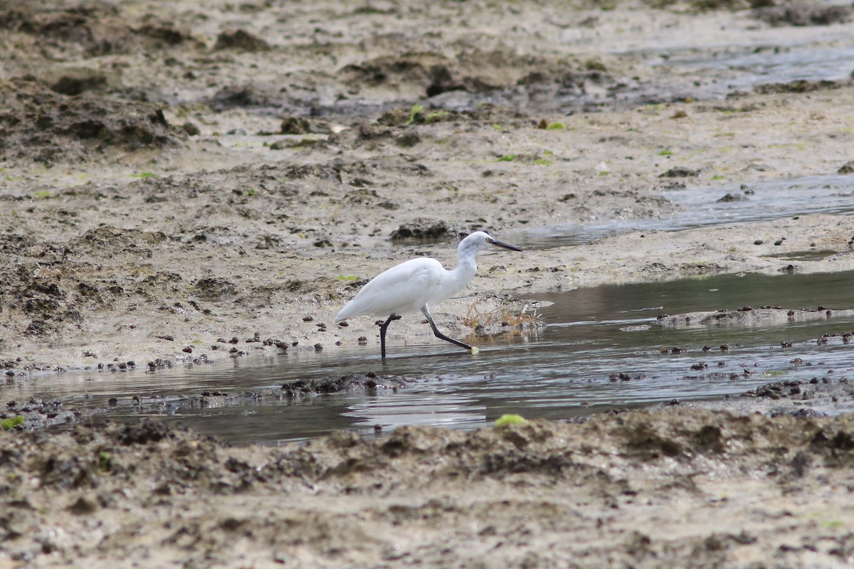 Little Egret (Dimorphic) - ML119476071