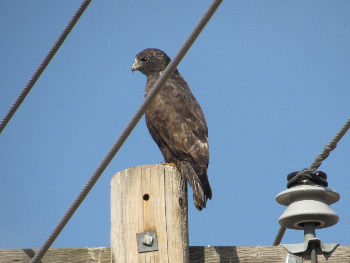 Red-tailed Hawk (Harlan's) - ML119476081