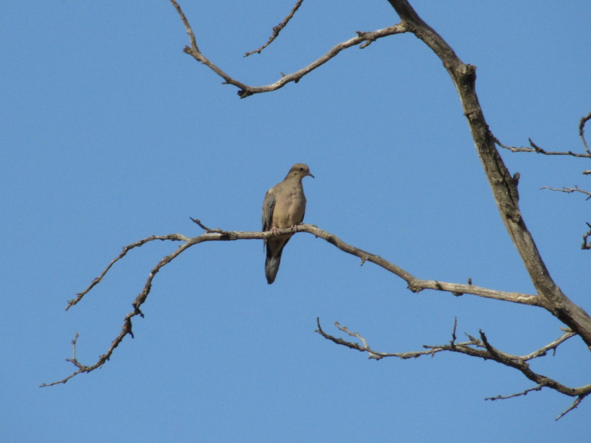 Mourning Dove - Sean Cozart