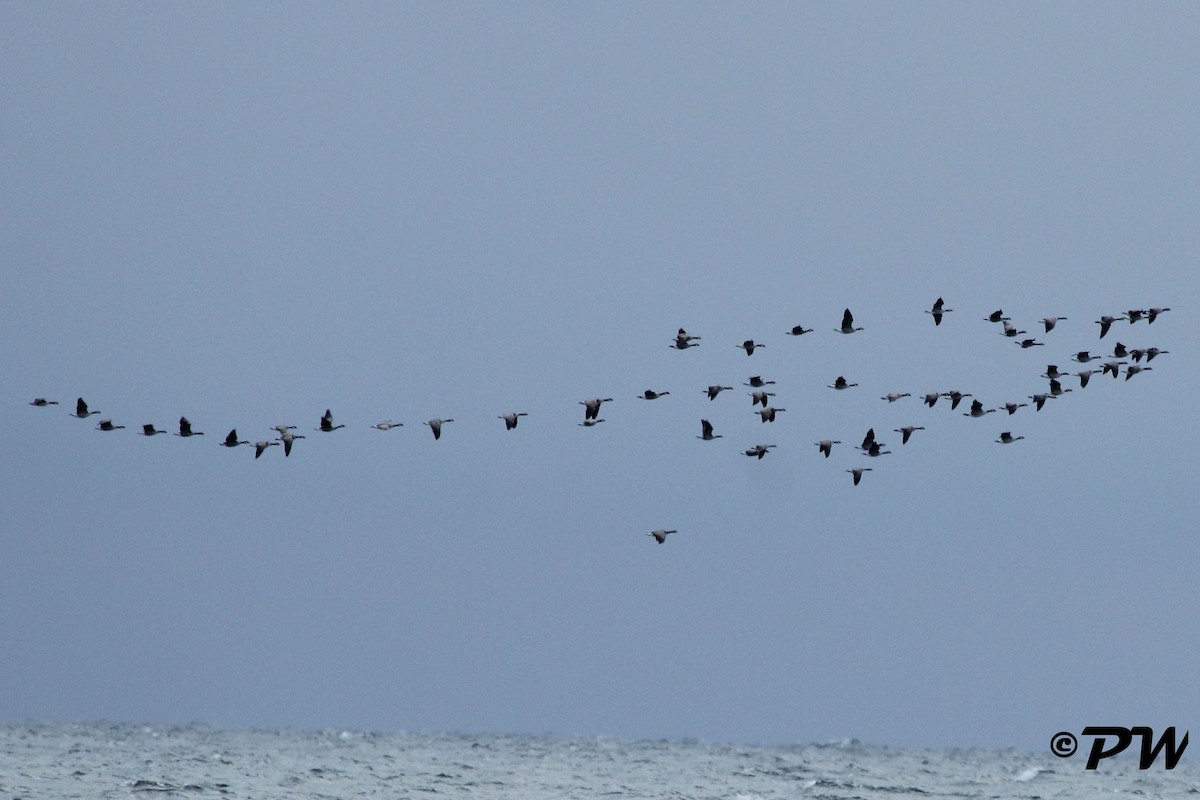 Branta kanadar txikia - ML119476821