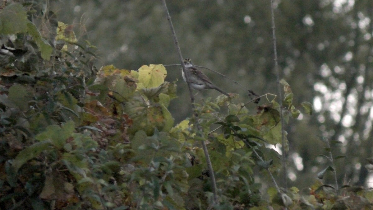 White-throated Sparrow - ML119478551