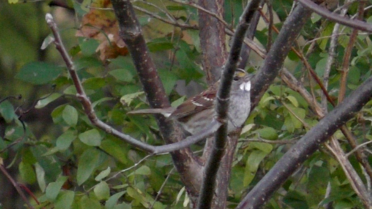 White-throated Sparrow - ML119478571