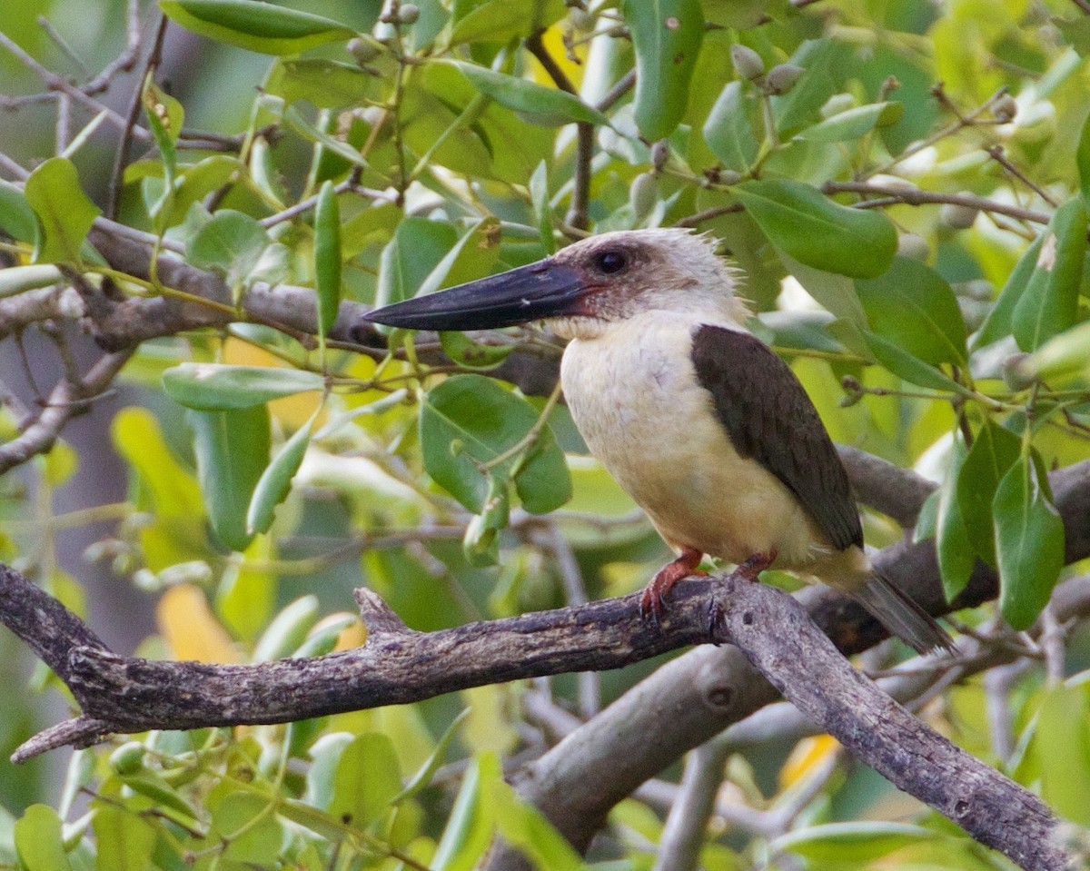 Great-billed Kingfisher - Scott Baker