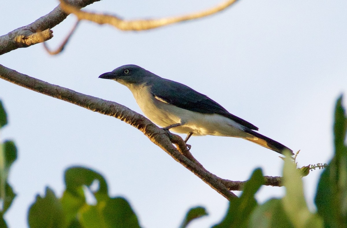 White-rumped Cuckooshrike - ML119479961