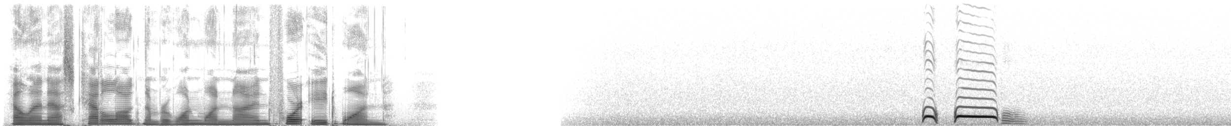 graveugle (hypugaea/rostrata) - ML119481
