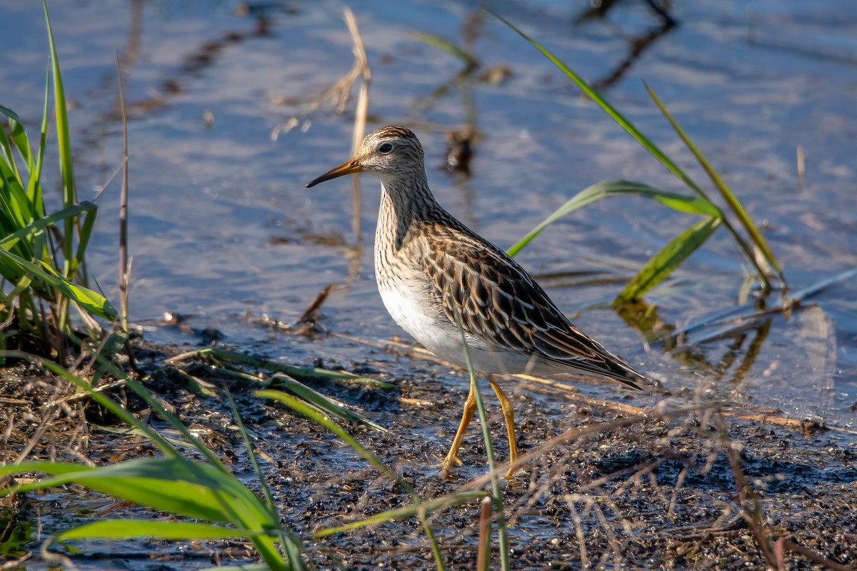 Pectoral Sandpiper - Gerald Hoekstra