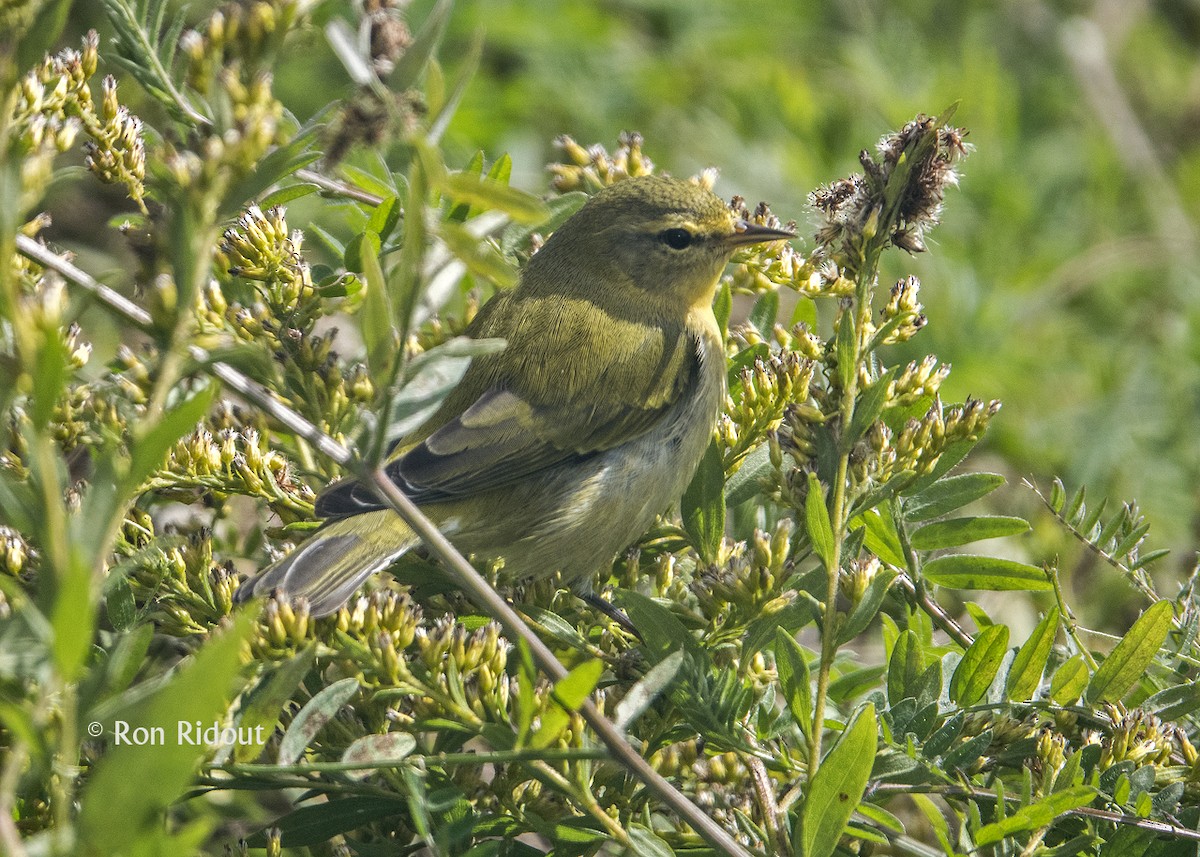 Tennessee Warbler - ML119481811