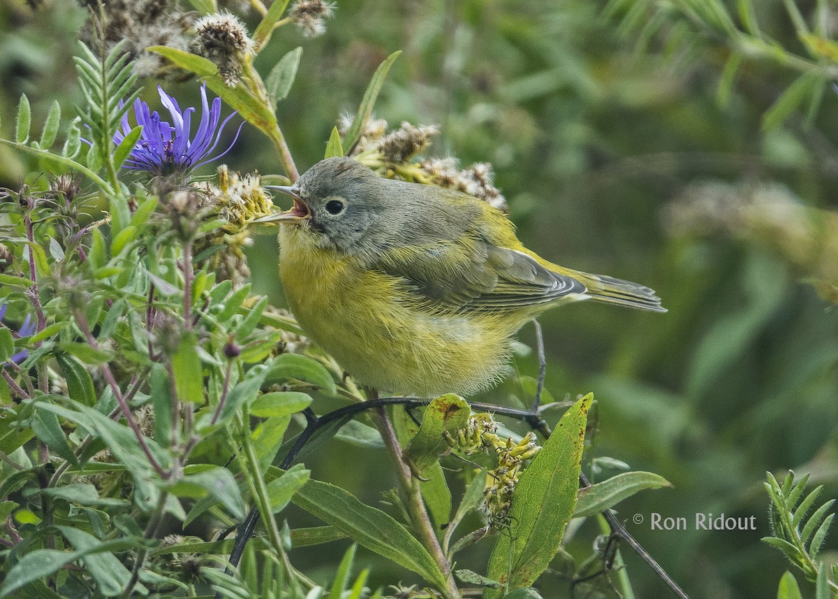 Nashville Warbler - Ron Ridout