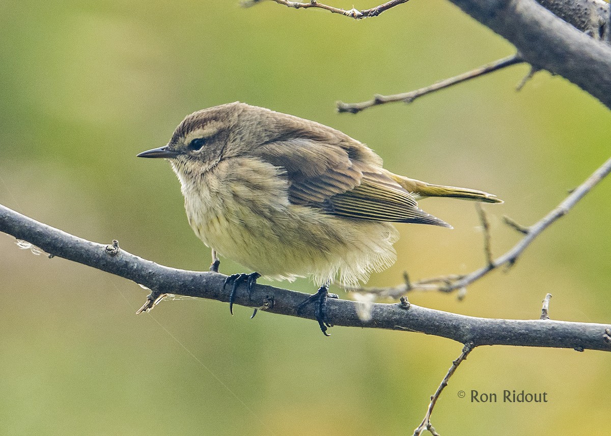 Palm Warbler - ML119481911